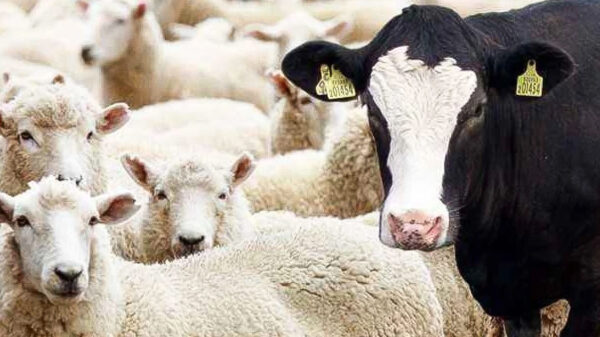 Kurban Bayramında Büyükbaş mı, Küçükbaş mı Kesilmeli?